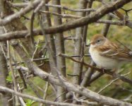 Field Sparrow.jpg