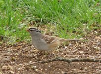 White-crowned.jpg