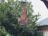 Goldfinches 017.jpg