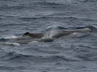 Sperm Whales 200308.jpg