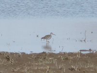 Yellowlegs.jpg