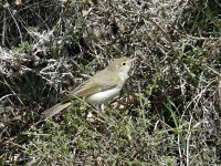 L1180359_Bonelli's Warbler.jpg