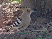 L1180375_Hoopoe.jpg