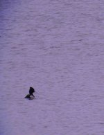 Lough Eorna, 15-03-08, 2.JPG