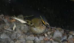 tn_Goldcrest 4.JPG