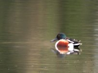 tn_Shoveler at Beaulieu Mar 085.JPG