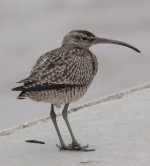 2Whimbrel.JPG