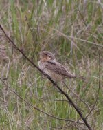 3Wryneck.JPG