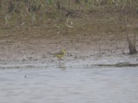 Yellow Wag.jpg