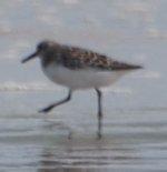 Sandpiper1.jpg