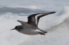 Sandpiper3.jpg