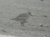 Beddington Farm Grey Plover 1.jpg