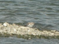 Beddington Farm Dunlin 1.jpg