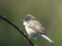 whitethroat.jpg