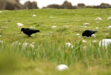 Chough-web.jpg