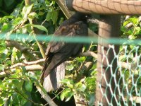 DS rook, partial leucistic, in apple tree 070608 2.jpg