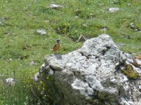 L1190170_Rock Thrush.jpg