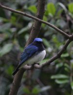 5Blue&WhiteFlycatcher.JPG