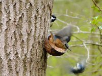 nuthatch 3.jpg