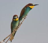 Bee-Eater05.jpg