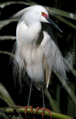 snowy egret.breed.P5100.email DSCN7752.jpg