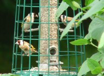 DS goldfinch3 on caged sh feeder 300508 .jpg