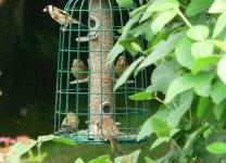 DS greenfinch4, goldfinch on caged sh feeder 300508 2.jpg