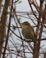 1.SedgeWarbler.JPG