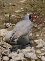 1.Ibisbill.JPG