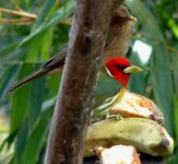 Costa Rica 07 (618) (Large).jpg