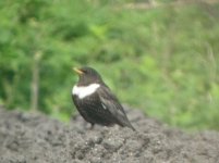 Beddington Farm Ring Ouzel 1.jpg