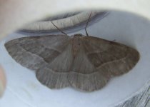 moths 9June 066.jpg