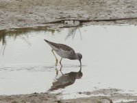 L-Yellowlegs.jpg