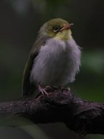 3JapaneseWhiteEye.JPG