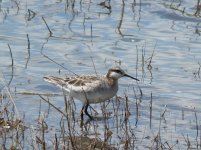 W-Phalarope.jpg