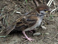 tree sparrow june 08.jpg
