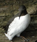 BRIDLED GUILLEMOT.jpg