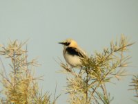 DSCN4965_Black-eared Wheatear.jpg