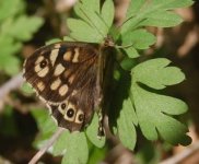 speckled wood.jpg