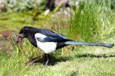 IMG_7503.1-bf-Magpie.jpg