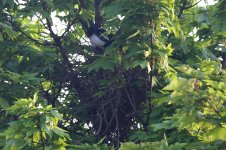 IMG_7518-bf--Magpie-Nest.jpg