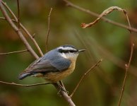 NuthatchRB03.jpg