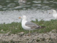 Beddington Farm Yellow Legged Gull 2.jpg