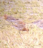 Banded Godwit4.JPG