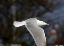 herring gull8f.jpg