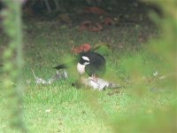 DS magpie on woody carcase 290608 .jpg