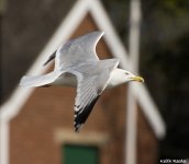 herring gull7f.jpg