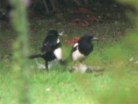 DS magpie2 on woodie carcase 290608 1.jpg