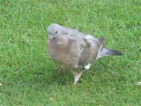 DS woodpigeon juv on grass 300608 1_1.jpg