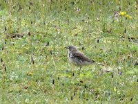 L1190326_Water Pipit_.jpg